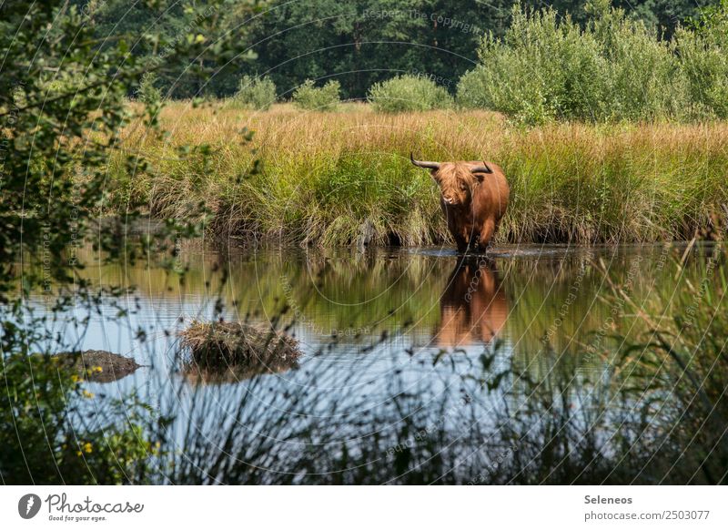 nasse Hufe Kuh Tier Wildtier Wasser See Teich Ufer Seeufer Natur Umwelt Außenaufnahme Farbfoto Menschenleer Gras Landschaft Reflexion & Spiegelung