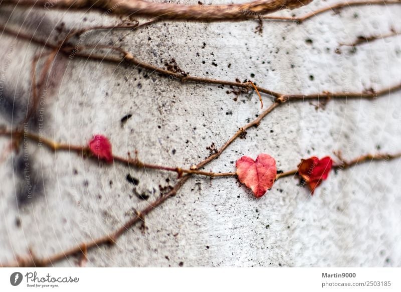 Liebe - Leben - Tod - Erinnerung Glück Natur Pflanze Efeu Blatt Zeichen Herz Netzwerk Gefühle Verliebtheit Mitgefühl trösten Trauer Inspiration Traurigkeit
