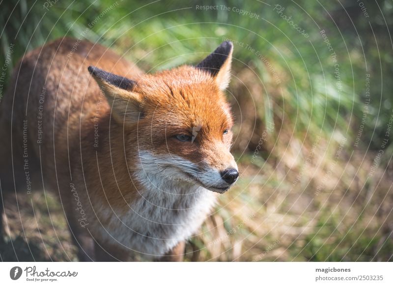 Europäischer Rotfuchs Erwachsene Natur Landschaft Tier Gras liegen wild grün Hintergrund Briten Fleischfresser England Fauna Fuchs niedriger Winkel Säugetier