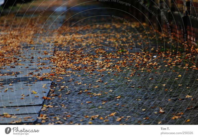 Herbst auch in Berlin Stadtzentrum Altstadt Menschenleer Trauer Wege & Pfade Farbfoto Außenaufnahme Tag