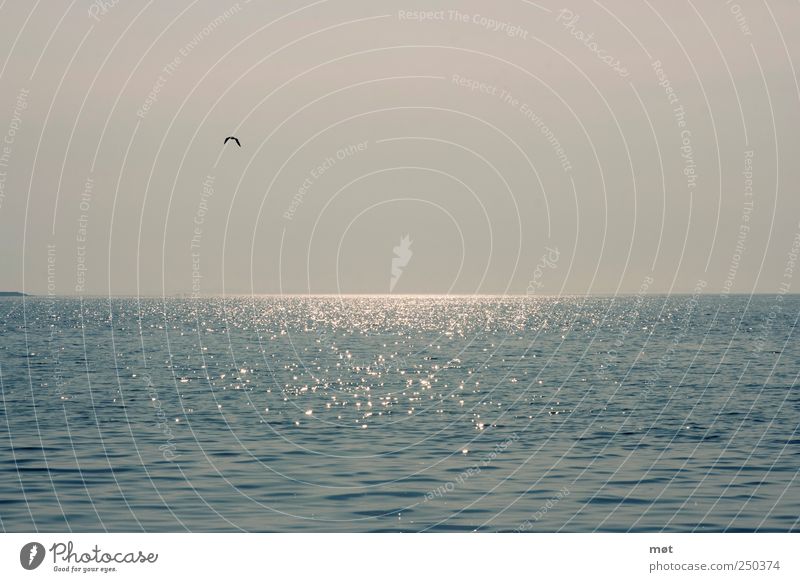Ich will Meer Natur Landschaft Wasser Wolkenloser Himmel Ostsee Gelassenheit ruhig Reflexion & Spiegelung Vogel Farbfoto Außenaufnahme Menschenleer