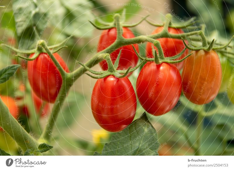 Datteltomaten Lebensmittel Gemüse Bioprodukte Gesundheit Garten Gartenarbeit Sommer Pflanze Sträucher Nutzpflanze wählen frisch rot Tomate Rispentomate Blüte