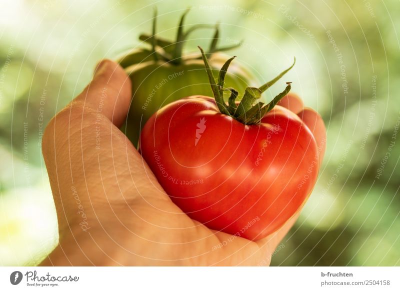 Fleischtomaten Lebensmittel Gemüse Bioprodukte Vegetarische Ernährung Gesunde Ernährung Gartenarbeit Mann Erwachsene Hand Sommer Herbst wählen Essen festhalten