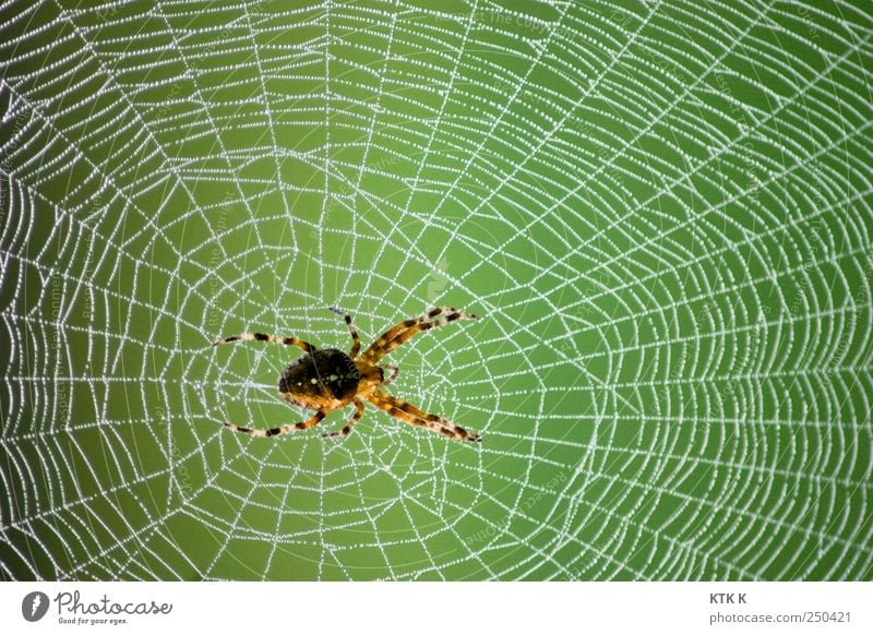 Damit ich Dich besser ... Baustelle Kunstwerk Natur Eis Frost Tier Nutztier Spinne 1 Netz hängen krabbeln warten ästhetisch Ekel gelb grün weiß Angst gefährlich