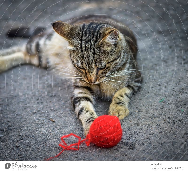junges graues Kätzchen Sommer Natur Tier Haustier Katze 1 liegen Spielen niedlich rot Tabby heimisch Katzenbaby Auge Säugetier gestreift Ball Lügen Wollstoff