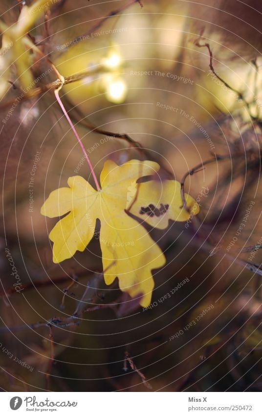 schönes Blatt Herbst gelb Herbstlaub herbstlich Sträucher Ast Zweig Zweige u. Äste Farbfoto mehrfarbig Außenaufnahme Nahaufnahme Menschenleer