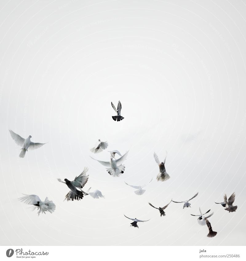 flügelschläger Feste & Feiern Himmel Tier Vogel Taube Schwarm fliegen ästhetisch schön grau schwarz weiß Farbfoto Außenaufnahme Menschenleer Textfreiraum oben