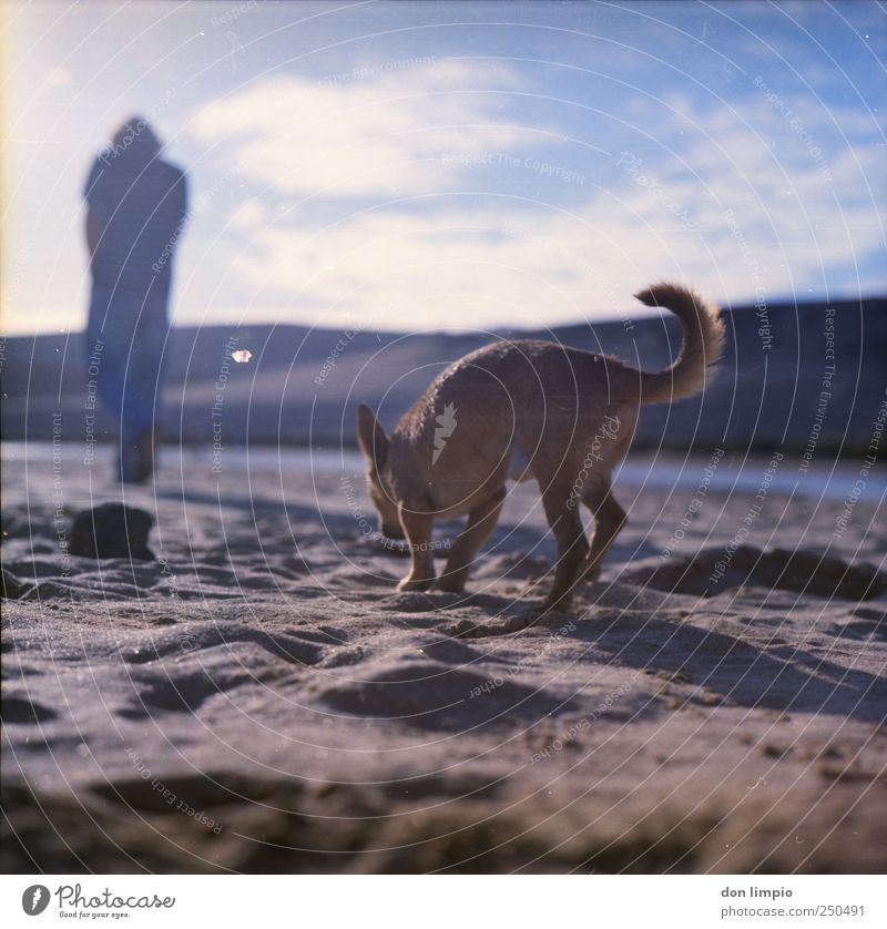 gassi gehen Sonnenlicht Sommer Strand Fuerteventura Tier Hund 1 Sand laufen Ferne hell Idylle Suche Spaziergang Gassi gehen Mittelformat analog chiwawa