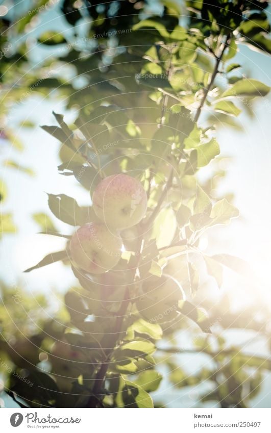 Bald ist Erntezeit Frucht Apfel Umwelt Natur Pflanze Himmel Sommer Schönes Wetter Baum Blatt Nutzpflanze Apfelbaum Apfelbaumblatt Ast hängen Wachstum frisch