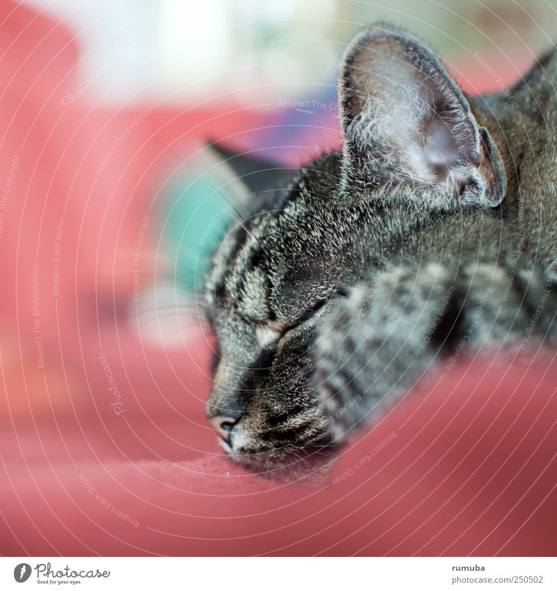Annie Tier Haustier Katze 1 schlafen grau rot friedlich Gelassenheit ruhig Trägheit Erholung Farbfoto Gedeckte Farben Innenaufnahme Textfreiraum links