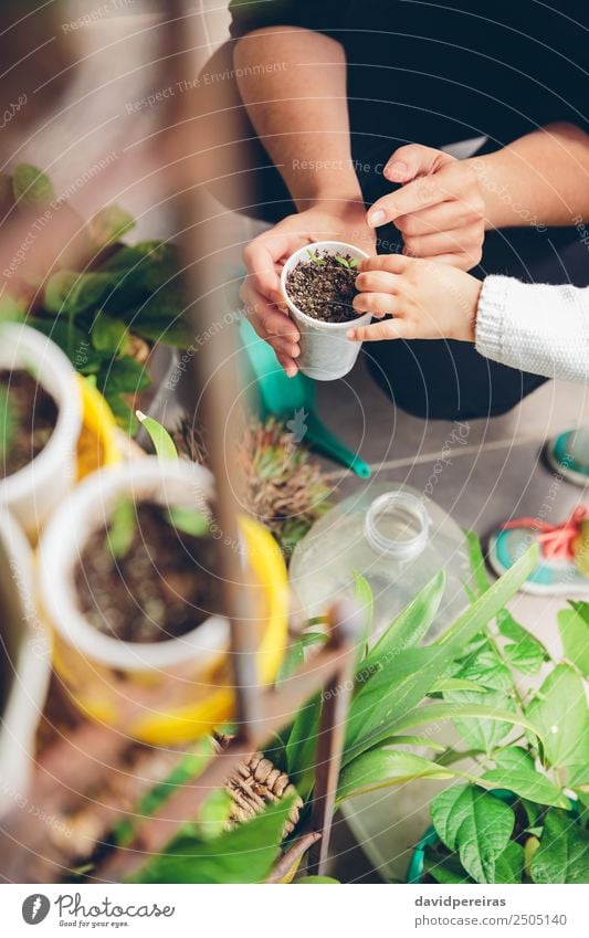 Frauenhände zeigen Mädchen jungen Setzlingen im Topf Gemüse Haus Garten Arbeit & Erwerbstätigkeit Gartenarbeit Mensch Erwachsene Hand Natur Pflanze Erde Stadt