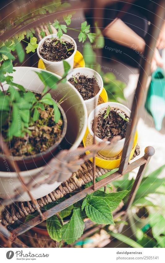 Junge Setzlinge, die in einem städtischen Garten gepflanzt werden. Gemüse Topf Freizeit & Hobby Haus Arbeit & Erwerbstätigkeit Gartenarbeit Mensch Frau