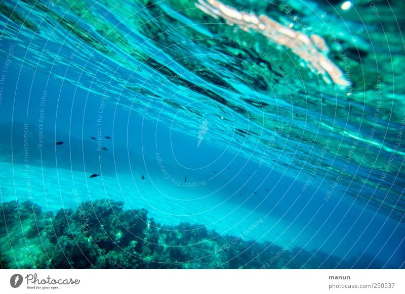 underwater Ferien & Urlaub & Reisen Natur Landschaft Sand Wasser Wellen Riff Meer Mittelmeer Sardinien Wildtier Fisch Schwarm authentisch fantastisch natürlich