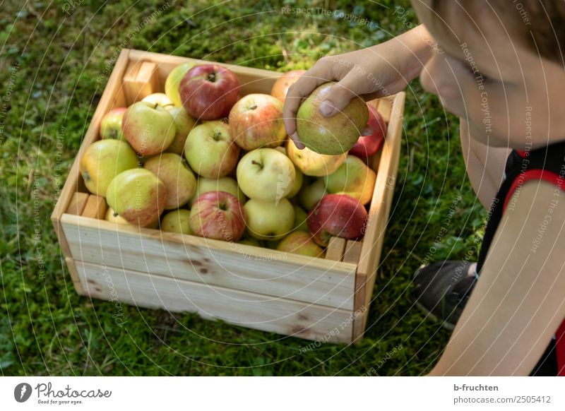 leckere Äpfel Lebensmittel Frucht Picknick Bioprodukte Gesunde Ernährung Gartenarbeit Kind Gesicht Hand 1 Mensch Sommer Gras Wiese Kasten Holz wählen festhalten