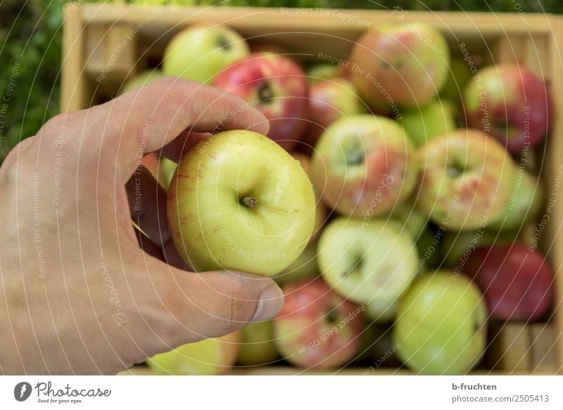 Frische Äpfel Lebensmittel Frucht Bioprodukte Hand Finger Kasten Holz wählen festhalten frisch Gesundheit Freizeit & Hobby Freude Apfel Apfelernte Ernte