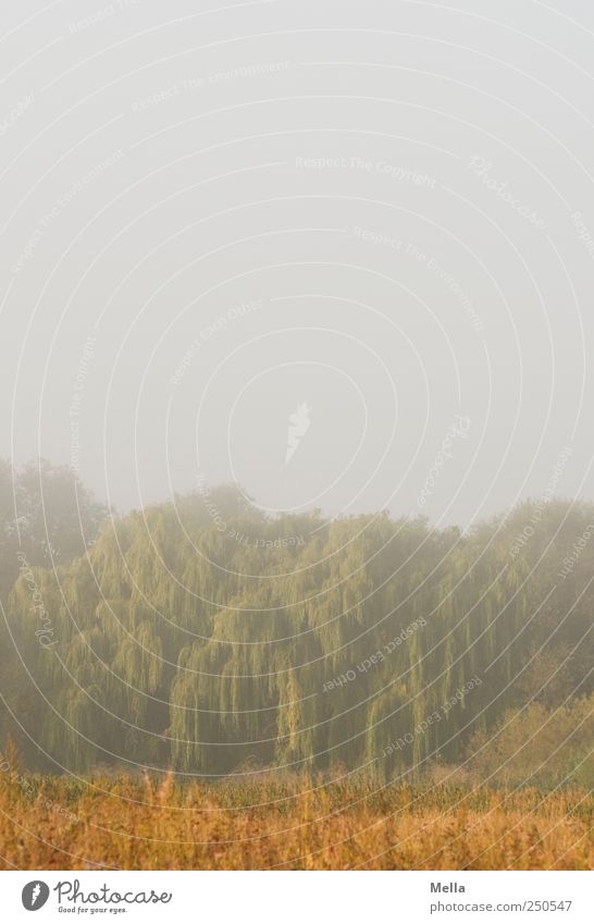 Eines Morgens Umwelt Natur Landschaft Klima Nebel Baum Wachstum natürlich Stimmung ruhig geheimnisvoll Farbfoto Außenaufnahme Menschenleer Textfreiraum oben Tag