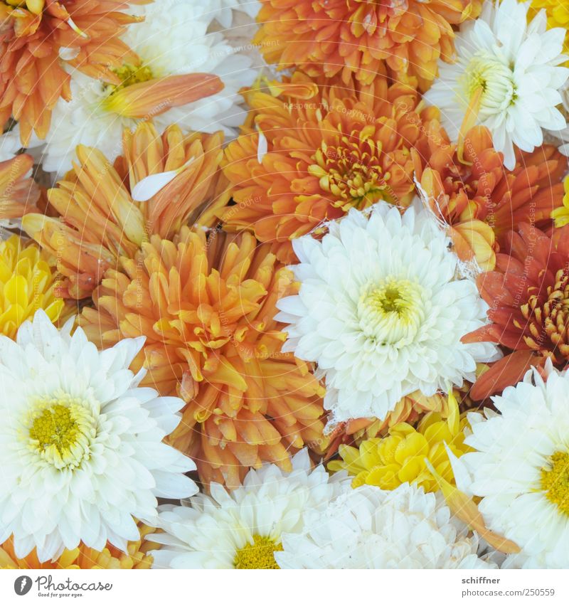 Gruppenkuscheln Pflanze Blume Blüte Duft Freundlichkeit positiv mehrfarbig gelb weiß viele eng orange Blütenblatt Chrysantheme Blumenmeer Farbfoto Menschenleer
