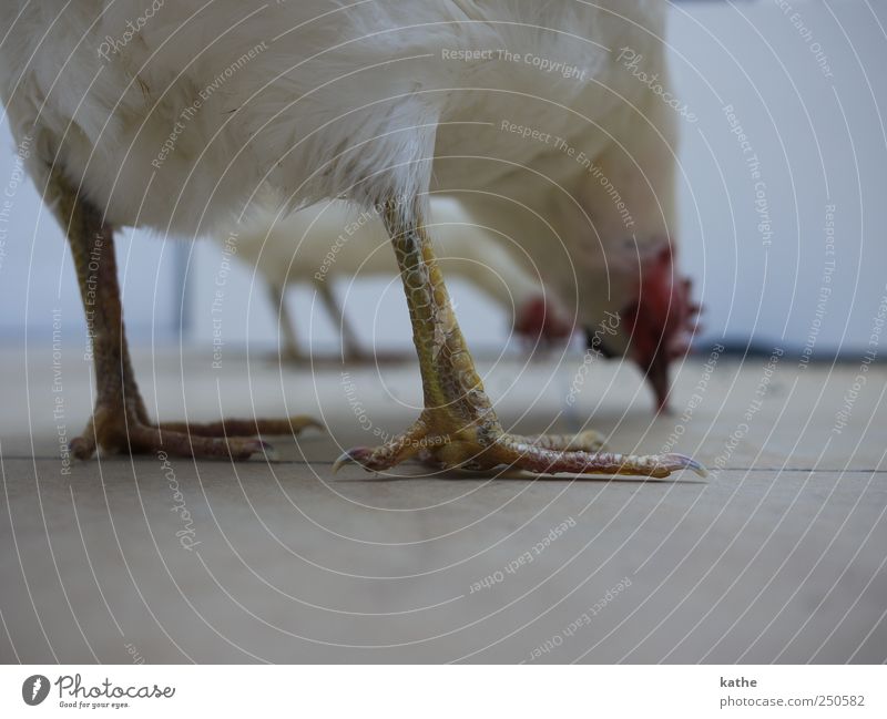 Vogelperspektive Tier Nutztier Haushuhn Sammlung Kunst skurril Farbfoto Innenaufnahme Textfreiraum unten Schwache Tiefenschärfe Totale