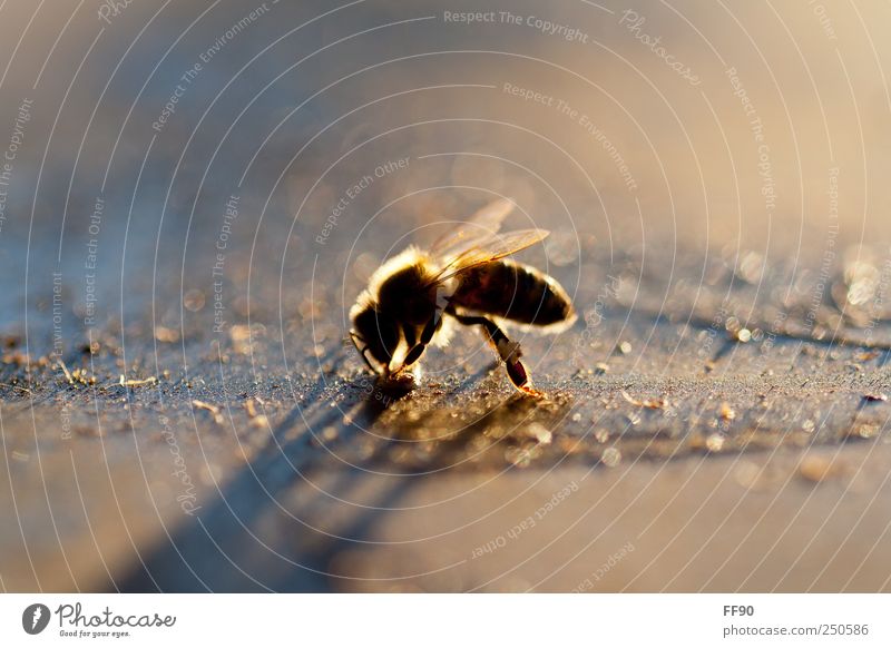 Herbstsonne tanken Umwelt Natur Tier Nutztier Biene Flügel 1 Idylle Farbfoto Nahaufnahme Makroaufnahme Menschenleer Abend Licht Schatten Silhouette