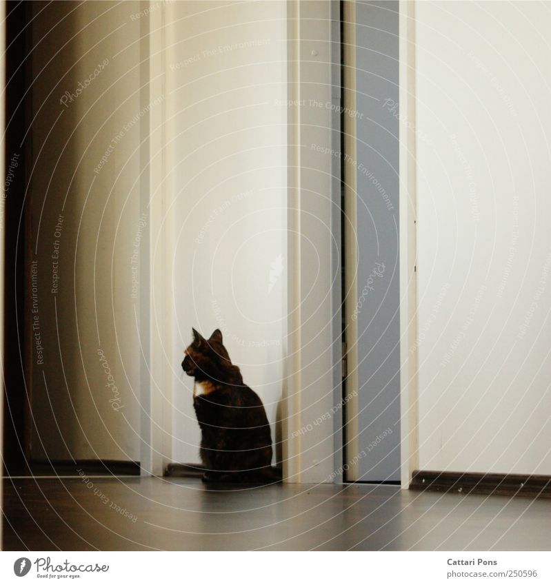 strich! Haustier Katze beobachten entdecken hocken Blick sitzen schön einzigartig natürlich niedlich Originalität dünn wild Flur braun Muster Wand