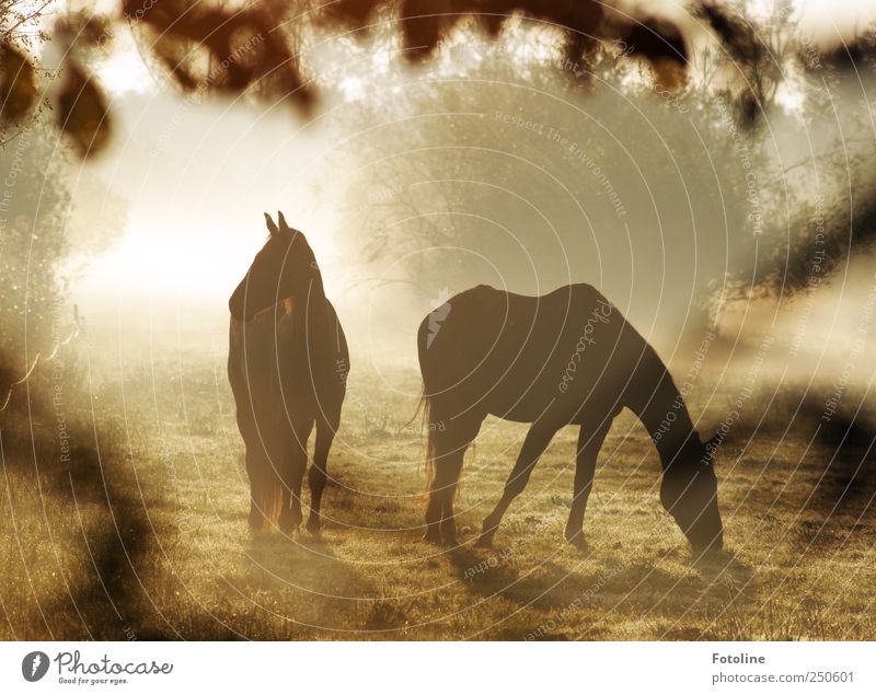Pferde im Nebel Umwelt Natur Landschaft Pflanze Tier Gras Sträucher Wiese 2 Tierpaar hell natürlich Farbfoto Gedeckte Farben Außenaufnahme Morgen Tag Licht