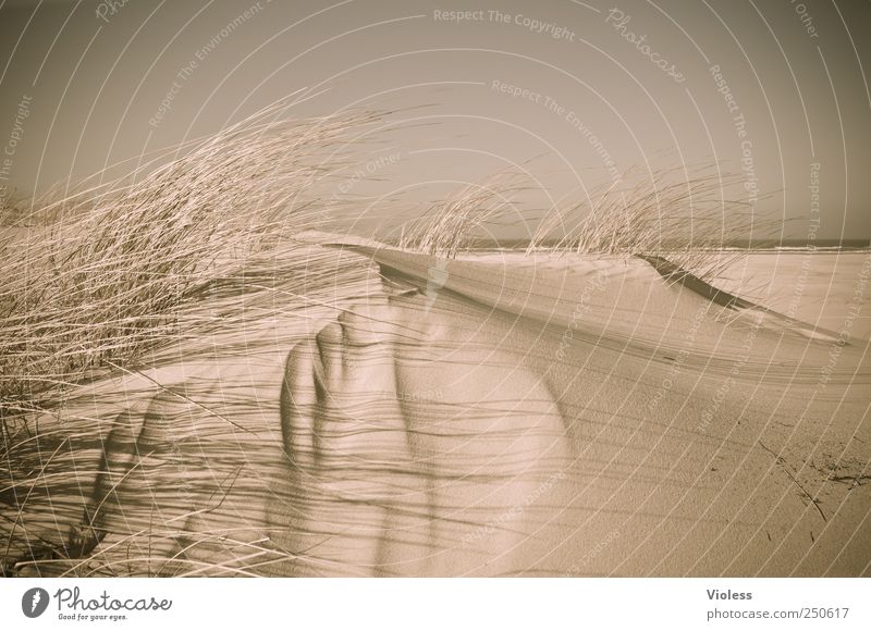 Spiekeroog | ...windy dune Umwelt Natur Landschaft Sand Strand Nordsee entdecken Erholung Nordseeinsel Düne Dünengras Farbfoto Außenaufnahme Weitwinkel