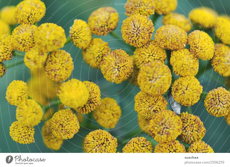 blumige punkte Blume Blüte Natur Außenaufnahme Pflanze Gewächs Garten Park Sommer schön gelb Schwache Tiefenschärfe