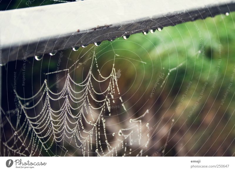 tropfen Natur Pflanze Tier schlechtes Wetter Regen nass natürlich Spinnennetz Netz Biotop Wassertropfen Trauer Farbfoto Außenaufnahme Nahaufnahme Detailaufnahme
