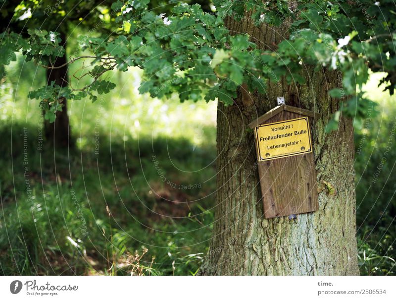 Adrenalinschub Sommer Schönes Wetter Baum Wald Schriftzeichen Schilder & Markierungen Hinweisschild Warnschild selbstbewußt Coolness Sicherheit Schutz Leben