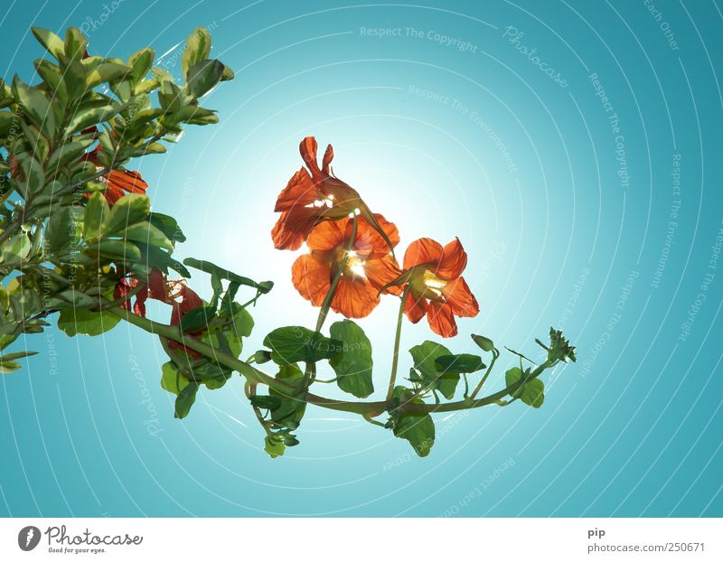 tropaeolum Pflanze Himmel Wolkenloser Himmel Blume Blatt Blüte Kapuzinerkresse Kletterpflanzen leuchten hell rot orange essbar Ranke Farbfoto mehrfarbig