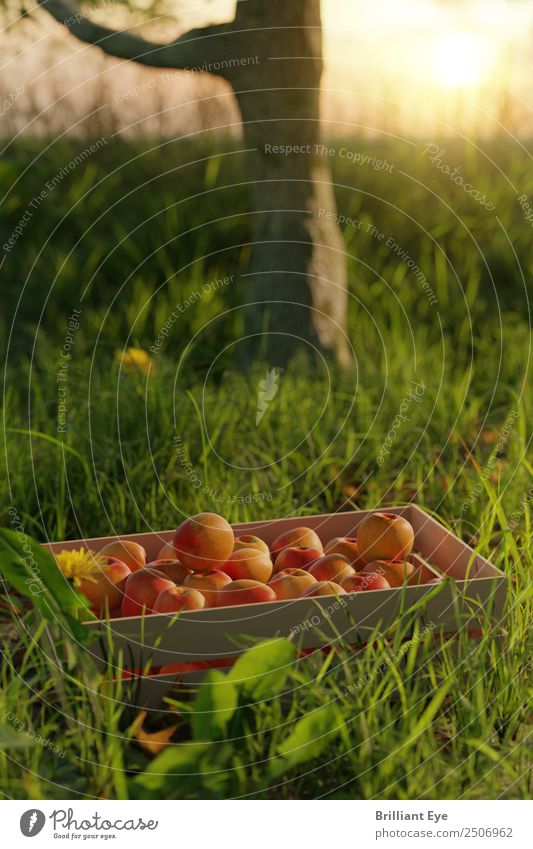 Apfelernte Lifestyle Sommer Natur Baum Gras Garten Wiese einfach frisch Gesundheit rot genießen stagnierend Sonnenuntergang Frucht Ernte Landwirtschaft Kiste