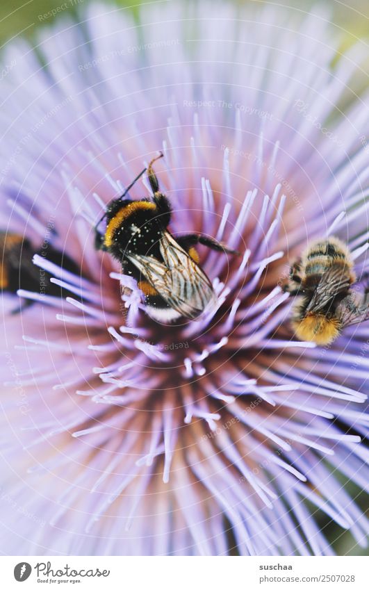 hummeliges gewusel Hummel Insekt pelzig Flügel Blume Blüte Nektar violett Natur Außenaufnahme Sommer bestäuben Garten Wärme Nahaufnahme