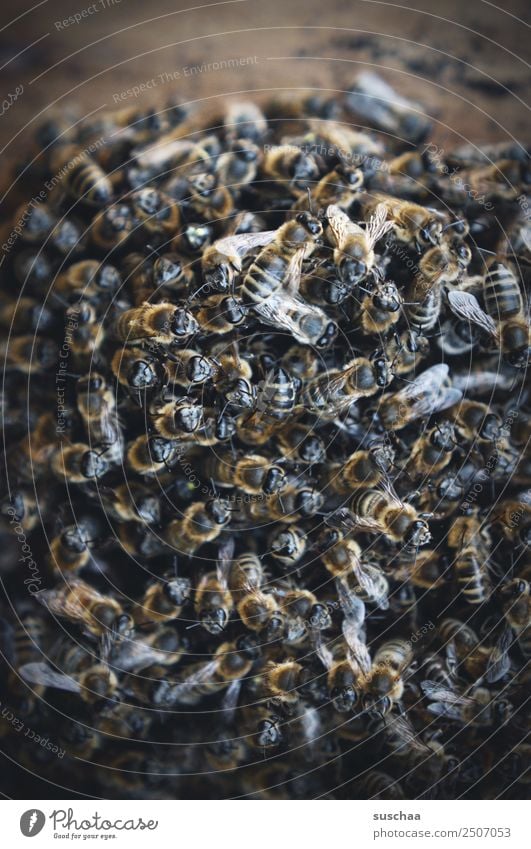 ganz viele bienchen Biene Honigbiene bienennest Bienenstock Imker Natur Nutztier Insekt bienensterben bienenvolk Umweltschutz ökologisches gleichgewicht