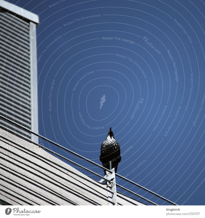 aufwärts Himmel Wolkenloser Himmel Vogel 1 Tier Metall sitzen blau grau Stolz Farbfoto Außenaufnahme Menschenleer Textfreiraum rechts Tag
