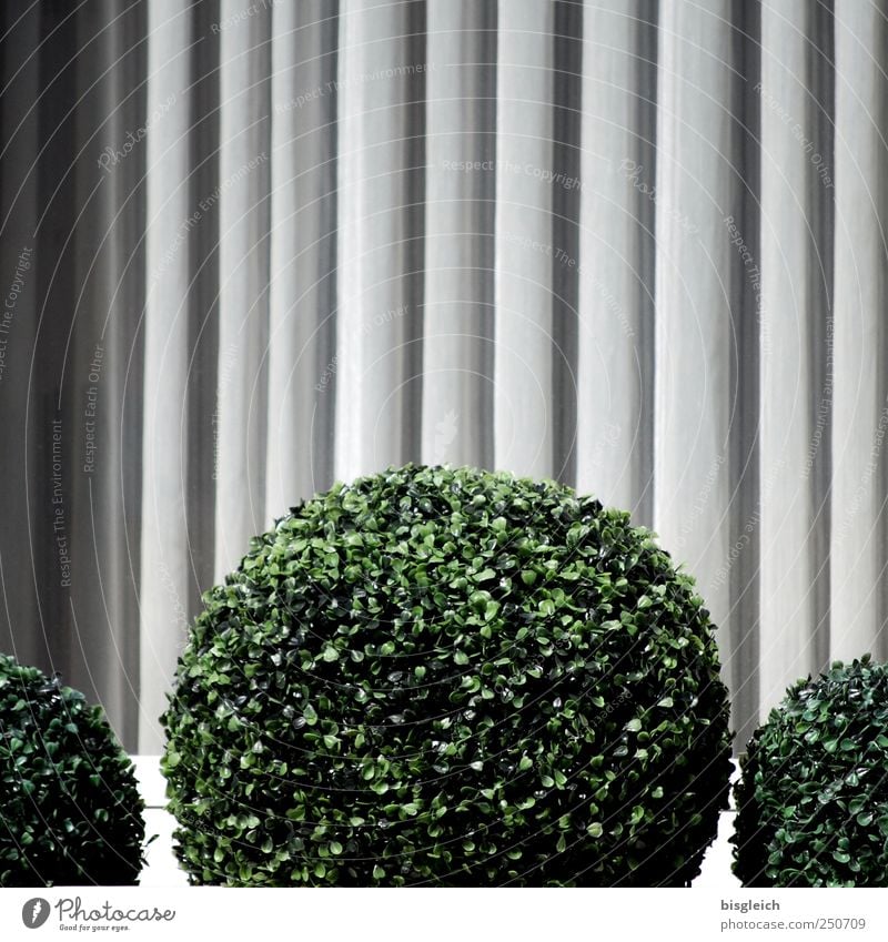 rundgemacht Pflanze Grünpflanze Topfpflanze Fenster grau grün Kugel Kreis kreisrund Farbfoto Gedeckte Farben Außenaufnahme Menschenleer Textfreiraum oben Tag