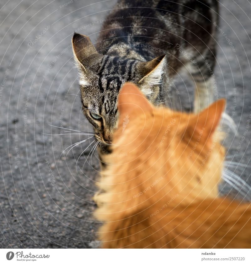 zwei Katzen trafen sich auf der Straße. Natur Tier Haustier 2 Spielen Aggression niedlich grau rot Partnerschaft Kontakt Tabby heimisch rennen Katzenbaby jung