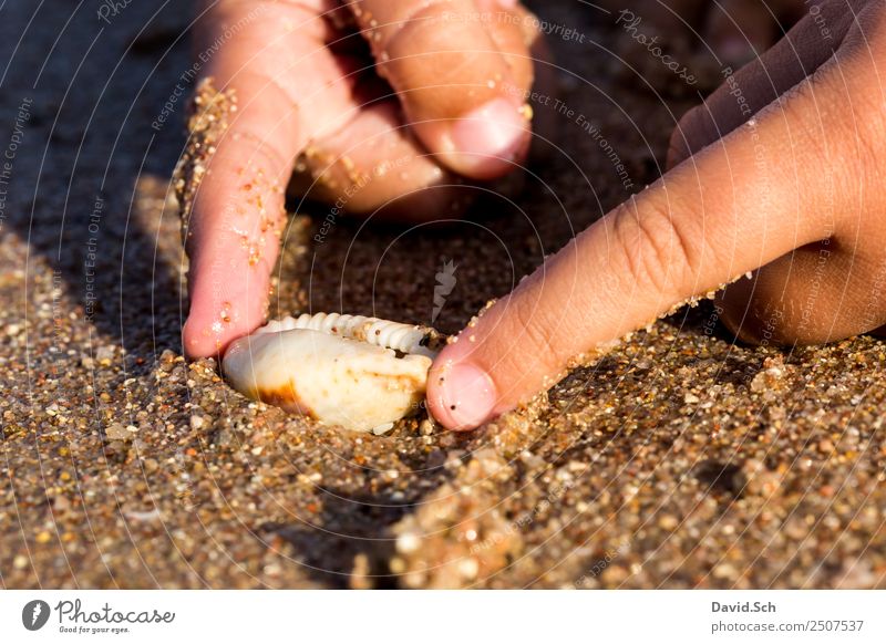 Finger eines Kindes halten eine Kaurimuschel am Strand Freizeit & Hobby Ferien & Urlaub & Reisen 1 Mensch 3-8 Jahre Kindheit Tier Küste Schnecke Muschel