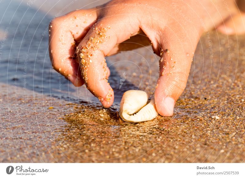 Kinderhand greift nach einer Kaurimuschel am Strand Freizeit & Hobby Ferien & Urlaub & Reisen Hand Finger 1 Mensch 13-18 Jahre Jugendliche Tier Sand Wasser