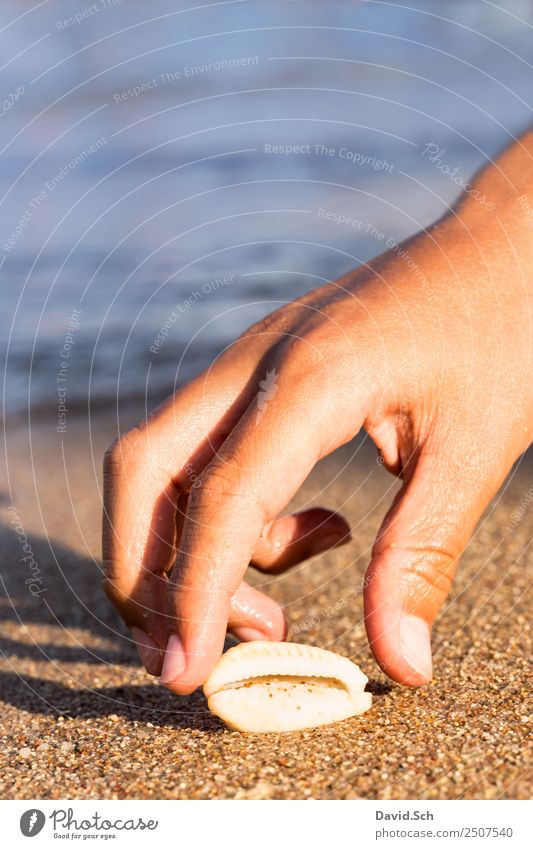 Kinderhand greift nach einer Kaurimuschel am Strand Sommer Sommerurlaub Meer Hand Finger 8-13 Jahre Kindheit Tier Sand Küste Schnecke Muschel Freude berühren