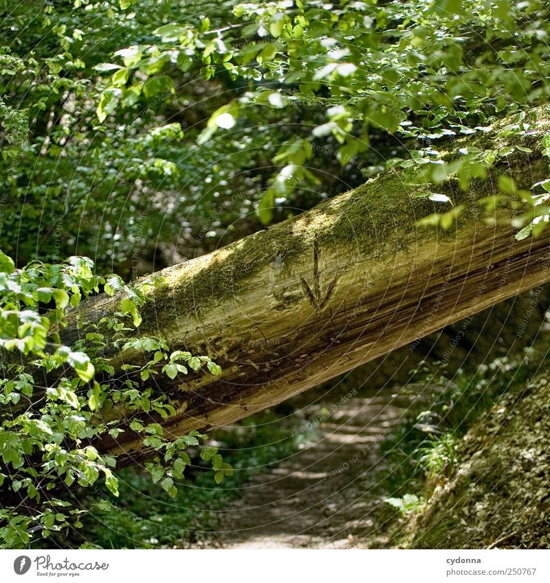Bück dich Lifestyle harmonisch Ausflug Abenteuer wandern Umwelt Natur Landschaft Baum Wald Zeichen Hinweisschild Warnschild Pfeil Beratung entdecken Erfahrung