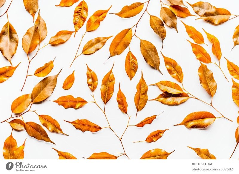 Gelbe Herbst Blättern Pattern auf weiß Stil Design Natur Pflanze gelb gold Hintergrundbild Herbstlaub Vor hellem Hintergrund pattern Muster flat lay Farbfoto