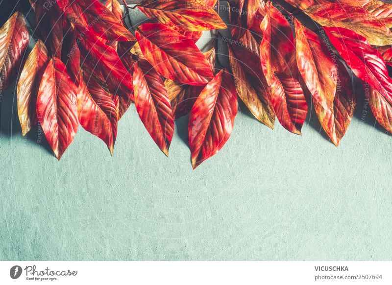 Rot orange Herbslaub Border auf hellblau Stil Design Natur Herbst Pflanze Blatt Dekoration & Verzierung Ornament retro gelb Hintergrundbild Sale Herbstlaub