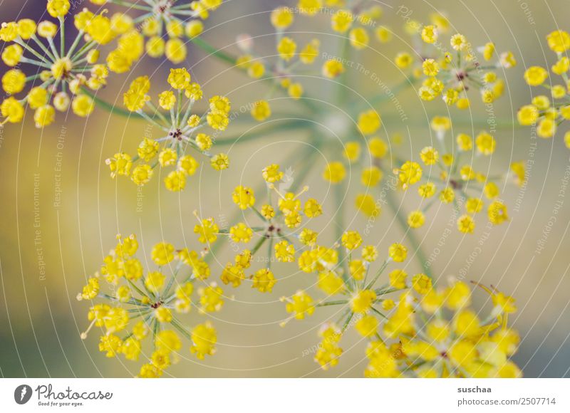 blütenpunkte Blume Blüte Natur Außenaufnahme Pflanze Gewächs Kraut Garten Park Dill gelb Schwache Tiefenschärfe
