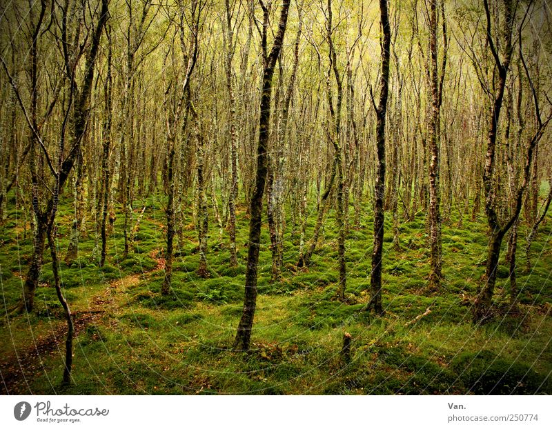 irischer Wald harmonisch ruhig Ferien & Urlaub & Reisen Umwelt Natur Erde Baum Gras Moos Birke Republik Irland Wege & Pfade Holz leuchten Wachstum schön braun