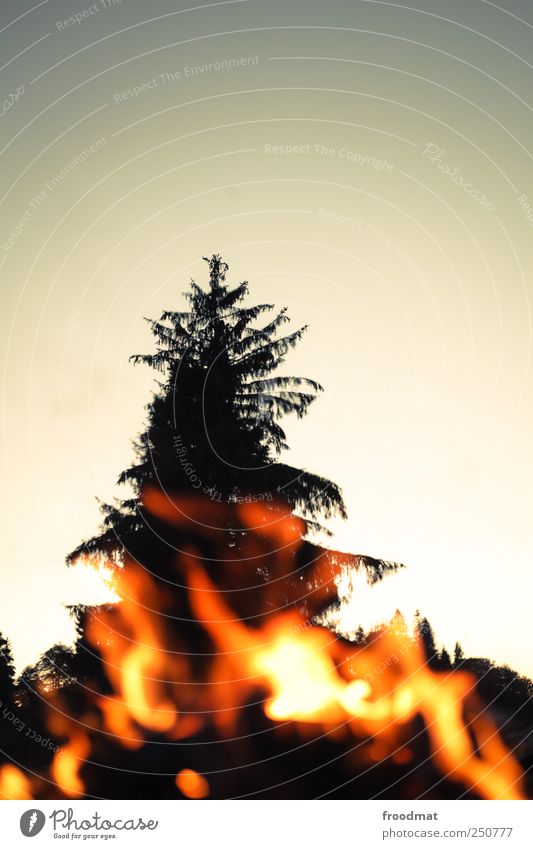 burn after reading Natur Feuer Baum Erholung träumen bedrohlich heiß Wärme Erschöpfung Feuerstelle Lagerfeuerstimmung Tanne Abend brennen Pause Waldbrand