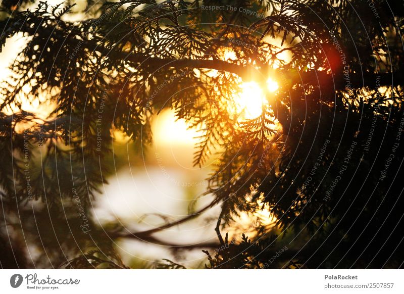 #A# Sonnenwald Umwelt Natur Landschaft Klima Wetter Schönes Wetter Wald Zweige u. Äste Sonnenaufgang Sonnenstrahlen Außenaufnahme Wärme Idylle Farbfoto