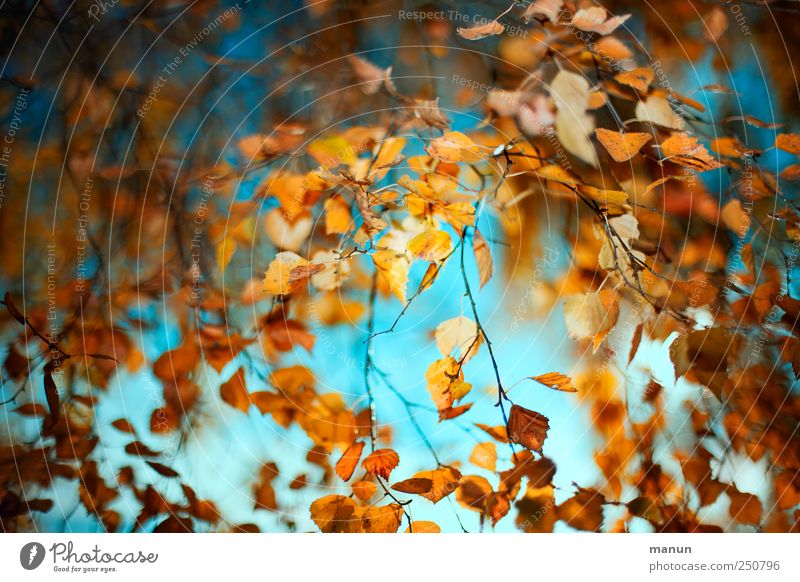 Birkenherbst Natur Herbst Baum Blatt Birkenblätter herbstlich Herbstfärbung Herbstbeginn Herbstlaub authentisch außergewöhnlich fantastisch natürlich schön