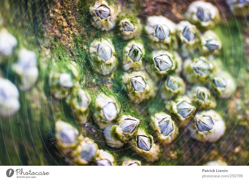 Meergestalten Umwelt Natur Pflanze Klima Küste Buhne Wachstum Algen verrotten Farbfoto Gedeckte Farben Außenaufnahme Nahaufnahme Detailaufnahme Makroaufnahme