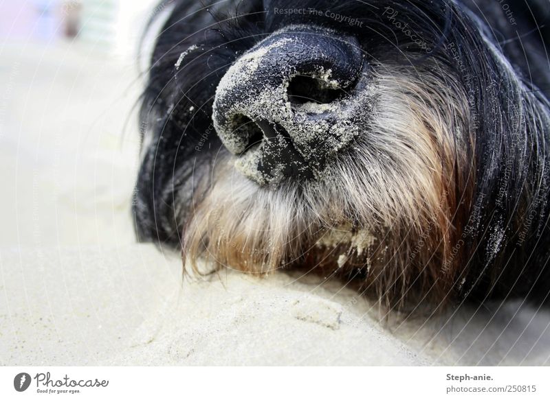 Sandschnute. Nase Mund Bart Sommer Nordsee Borkum Tier Haustier Hund 1 genießen liegen schlafen natürlich grau schwarz Verschwiegenheit Vorsicht Gelassenheit