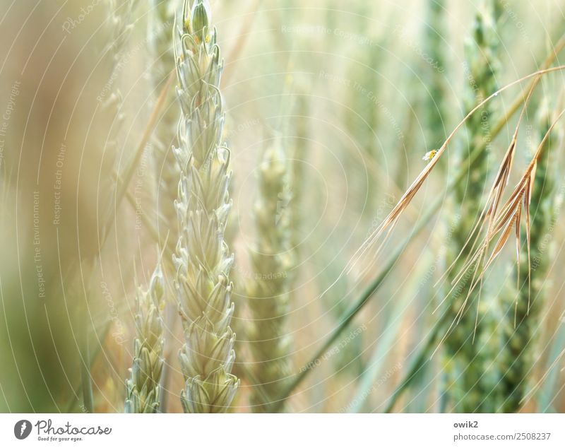 Auf Hoffnung hin Umwelt Natur Pflanze Frühling Klima Schönes Wetter Nutzpflanze Weizen Weizenähre Weizenfeld Haferähre atmen Bewegung Duft leuchten Wachstum